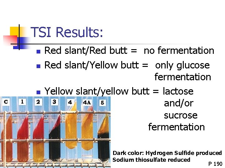 TSI Results: n n n Red slant/Red butt = no fermentation Red slant/Yellow butt