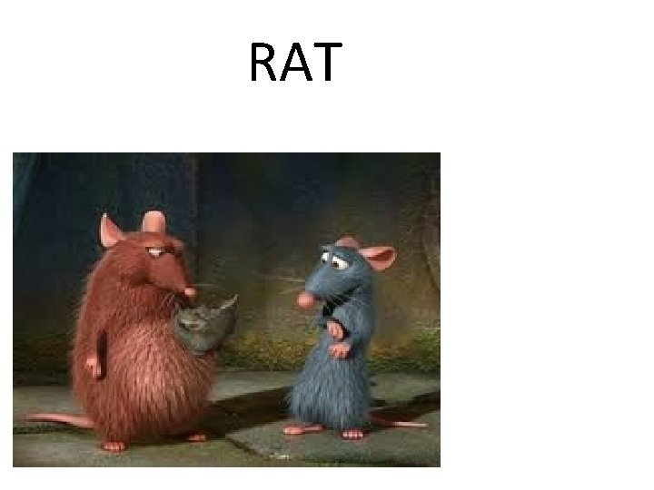 RAT 