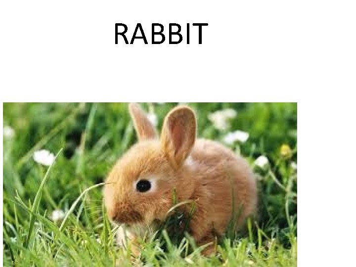 RABBIT 