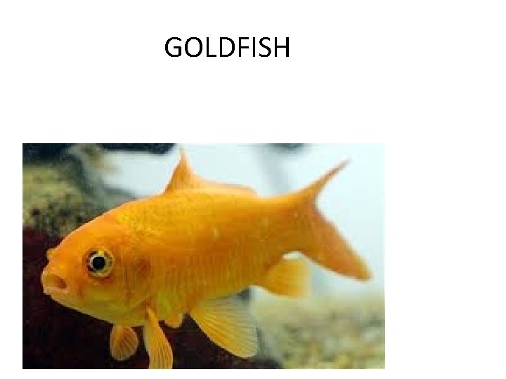 GOLDFISH 