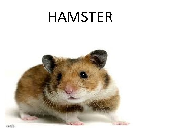 HAMSTER 