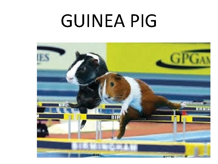 GUINEA PIG 