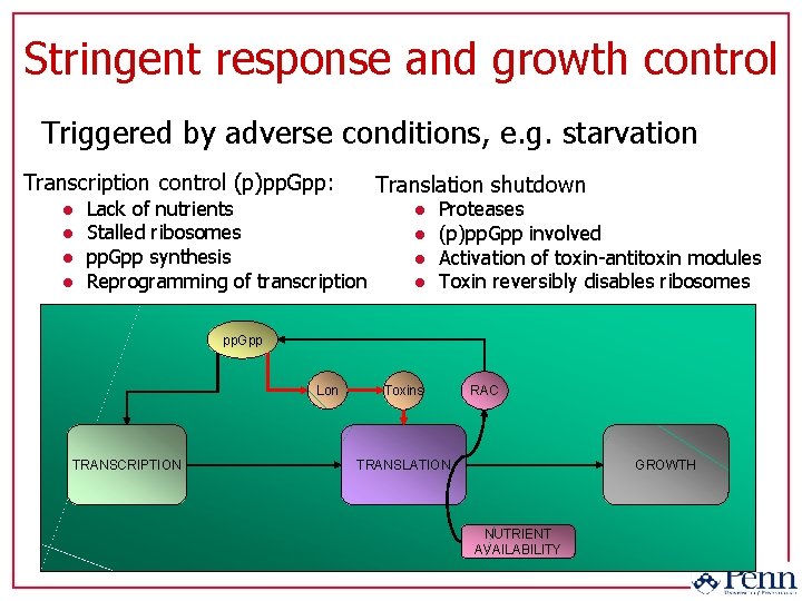 Stringent response and growth control Triggered by adverse conditions, e. g. starvation Transcription control