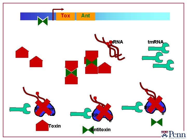 Tox Ant m. RNA Ribosom e Toxin Ribosom e Antitoxin tm. RNA Ribosom e