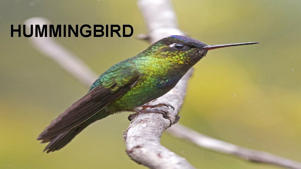 HUMMINGBIRD 