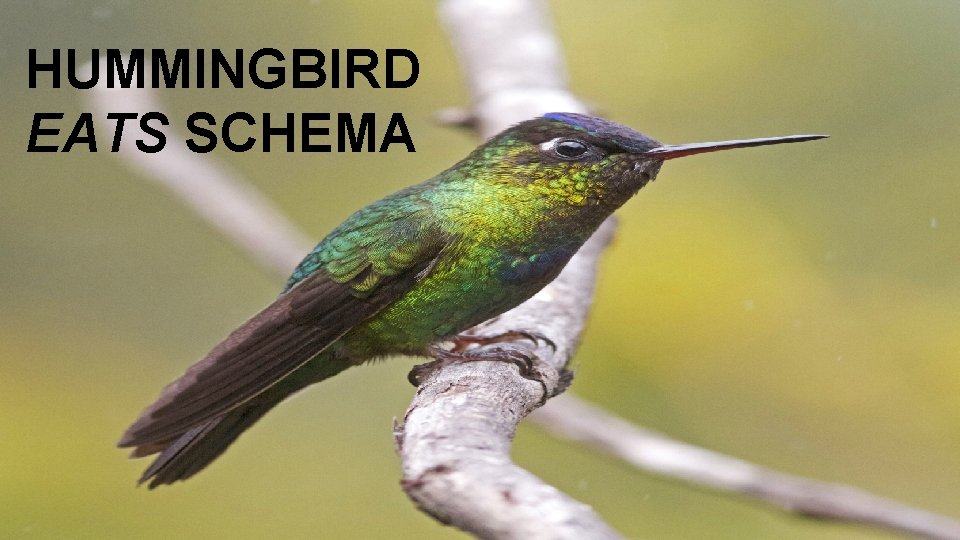 HUMMINGBIRD EATS SCHEMA 