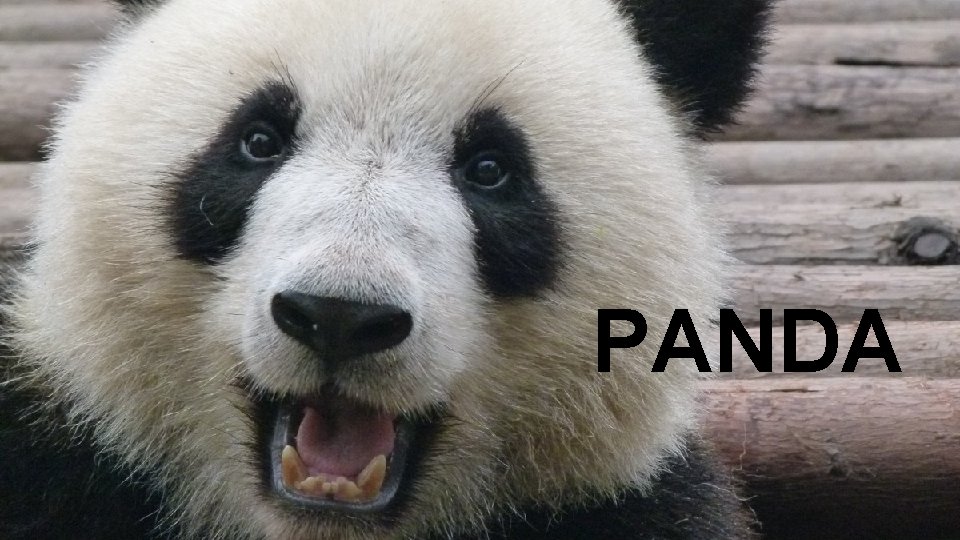 PANDA 