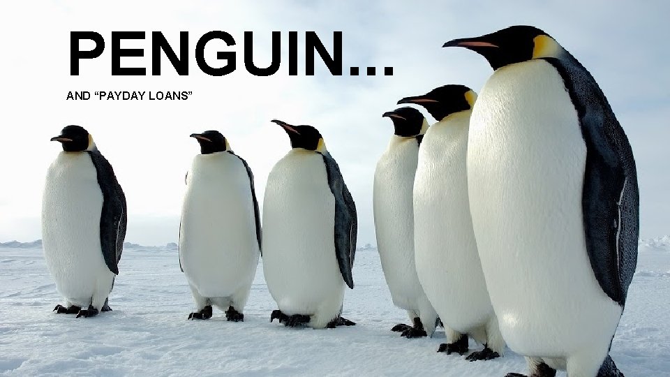 PENGUIN. . . AND “PAYDAY LOANS” 