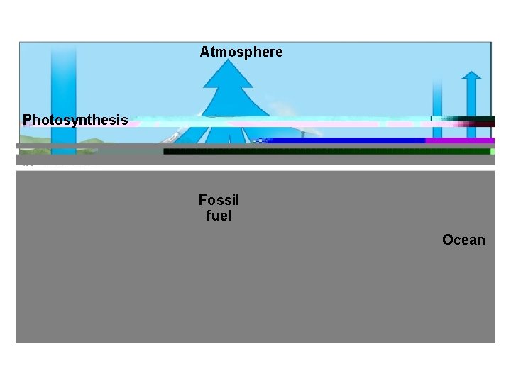 Atmosphere Photosynthesis Fossil fuel Ocean 