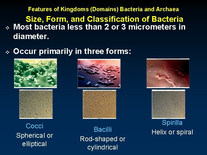 Features of Kingdoms (Domains) Bacteria and Archaea v Size, Form, and Classification of Bacteria