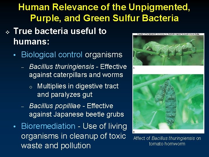 Human Relevance of the Unpigmented, Purple, and Green Sulfur Bacteria v True bacteria useful