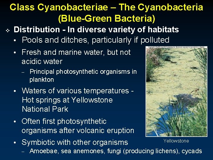 Class Cyanobacteriae – The Cyanobacteria (Blue-Green Bacteria) v Distribution - In diverse variety of