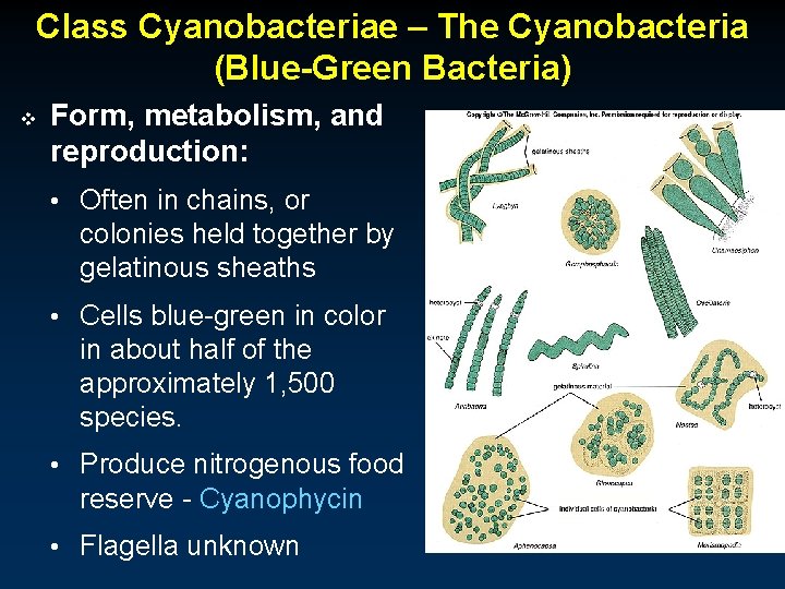 Class Cyanobacteriae – The Cyanobacteria (Blue-Green Bacteria) v Form, metabolism, and reproduction: • Often