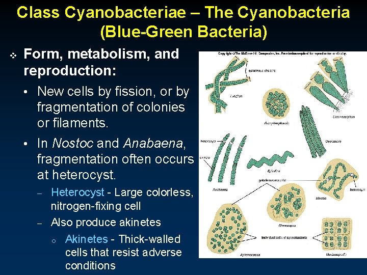 Class Cyanobacteriae – The Cyanobacteria (Blue-Green Bacteria) v Form, metabolism, and reproduction: • New