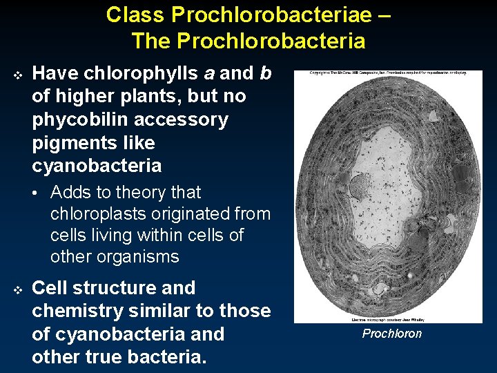 Class Prochlorobacteriae – The Prochlorobacteria v Have chlorophylls a and b of higher plants,