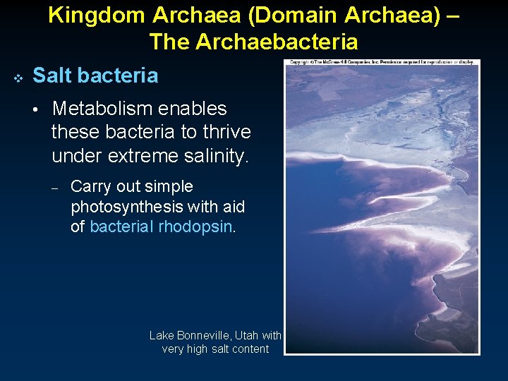 Kingdom Archaea (Domain Archaea) – The Archaebacteria v Salt bacteria • Metabolism enables these