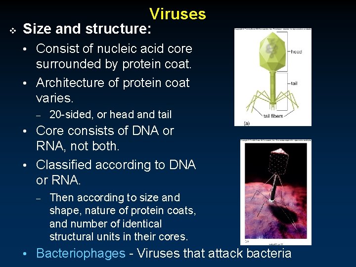 Viruses v Size and structure: • Consist of nucleic acid core surrounded by protein