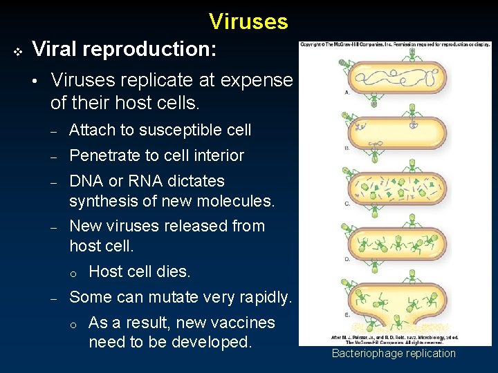 Viruses v Viral reproduction: • Viruses replicate at expense of their host cells. –