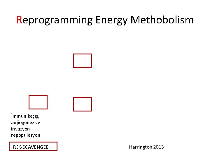 Reprogramming Energy Methobolism İmmun kaçış, anjiogenez ve invazyon repopulasyon tutucu ROSROS SCAVENGED 