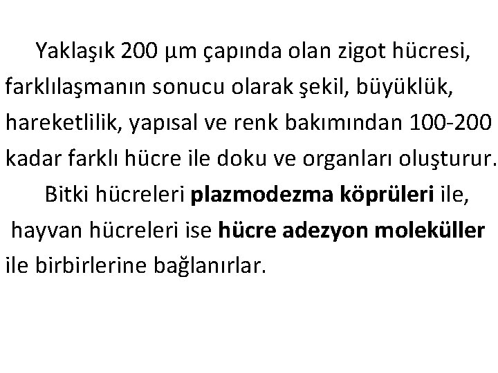  Yaklaşık 200 µm çapında olan zigot hücresi, farklılaşmanın sonucu olarak şekil, büyüklük, hareketlilik,