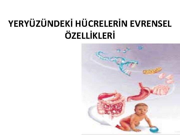 YERYÜZÜNDEKİ HÜCRELERİN EVRENSEL ÖZELLİKLERİ 