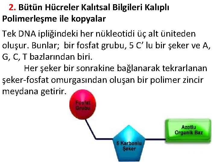  2. Bütün Hücreler Kalıtsal Bilgileri Kalıplı Polimerleşme ile kopyalar Tek DNA ipliğindeki her