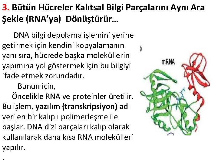 3. Bütün Hücreler Kalıtsal Bilgi Parçalarını Aynı Ara Şekle (RNA’ya) Dönüştürür… DNA bilgi depolama