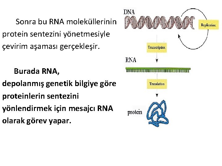  Sonra bu RNA moleküllerinin protein sentezini yönetmesiyle çevirim aşaması gerçekleşir. Burada RNA, depolanmış