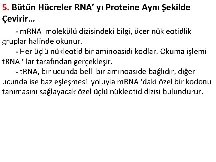 5. Bütün Hücreler RNA’ yı Proteine Aynı Şekilde Çevirir… - m. RNA molekülü dizisindeki