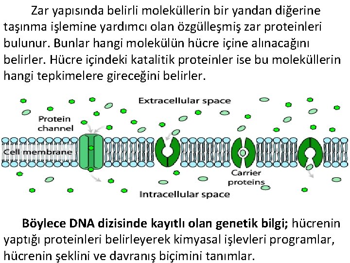  Zar yapısında belirli moleküllerin bir yandan diğerine taşınma işlemine yardımcı olan özgülleşmiş zar