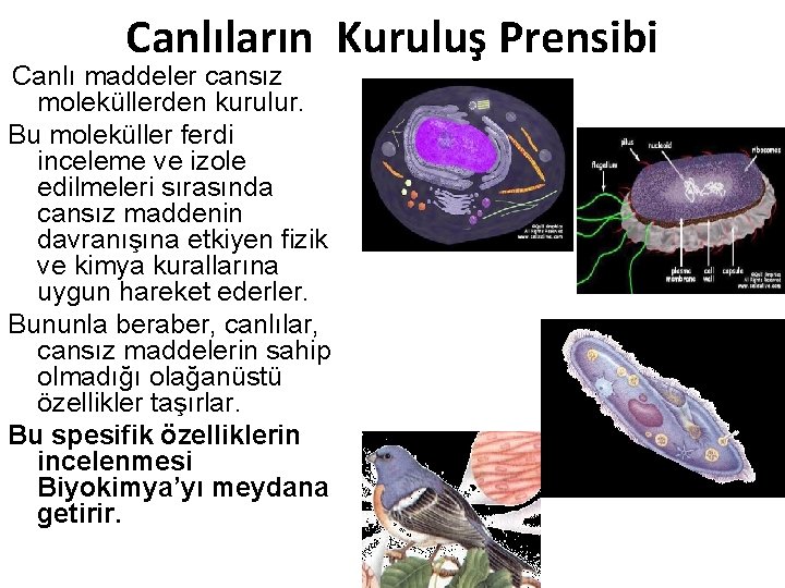  Canlıların Kuruluş Prensibi maddeler cansız moleküllerden kurulur. Bu moleküller ferdi inceleme ve izole