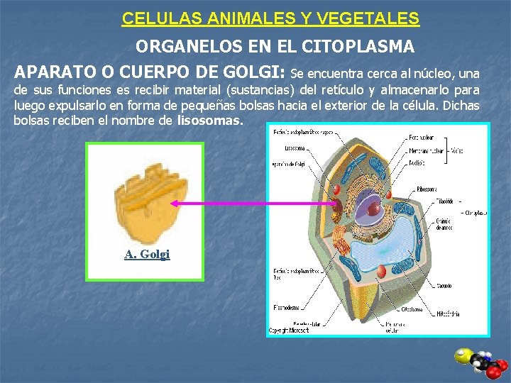 CELULAS ANIMALES Y VEGETALES ORGANELOS EN EL CITOPLASMA APARATO O CUERPO DE GOLGI: Se