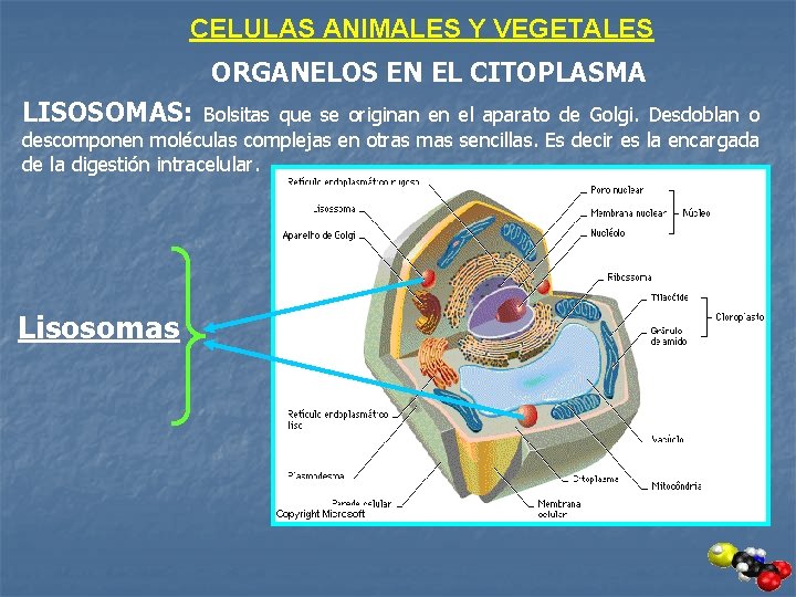 CELULAS ANIMALES Y VEGETALES ORGANELOS EN EL CITOPLASMA LISOSOMAS: Bolsitas que se originan en