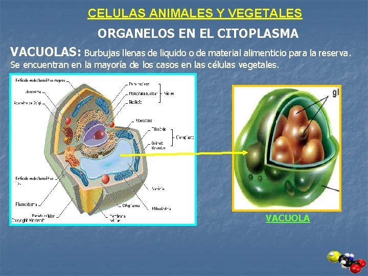 CELULAS ANIMALES Y VEGETALES ORGANELOS EN EL CITOPLASMA VACUOLAS: Burbujas llenas de liquido o