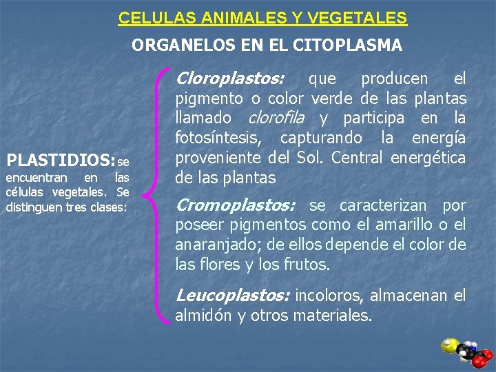 CELULAS ANIMALES Y VEGETALES ORGANELOS EN EL CITOPLASMA Cloroplastos: PLASTIDIOS: se encuentran en las