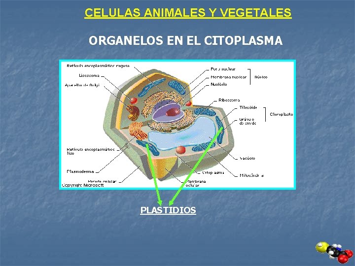 CELULAS ANIMALES Y VEGETALES ORGANELOS EN EL CITOPLASMA PLASTIDIOS 