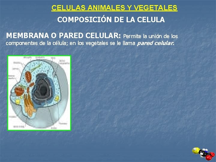 CELULAS ANIMALES Y VEGETALES COMPOSICIÓN DE LA CELULA MEMBRANA O PARED CELULAR: Permite la