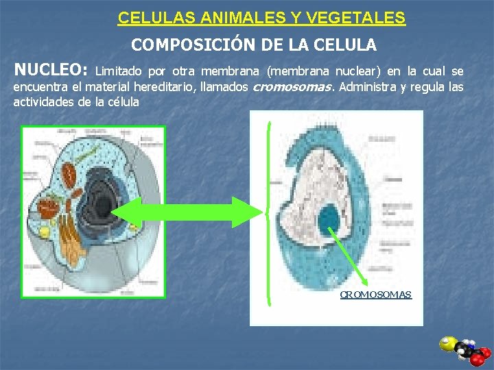 CELULAS ANIMALES Y VEGETALES COMPOSICIÓN DE LA CELULA NUCLEO: Limitado por otra membrana (membrana