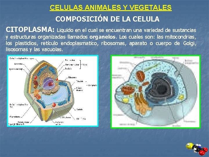 CELULAS ANIMALES Y VEGETALES COMPOSICIÓN DE LA CELULA CITOPLASMA: Liquido en el cual se