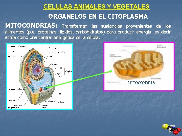 CELULAS ANIMALES Y VEGETALES ORGANELOS EN EL CITOPLASMA MITOCONDRIAS: Transforman las sustancias provenientes de