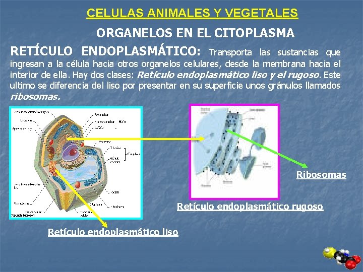 CELULAS ANIMALES Y VEGETALES ORGANELOS EN EL CITOPLASMA RETÍCULO ENDOPLASMÁTICO: Transporta las sustancias que
