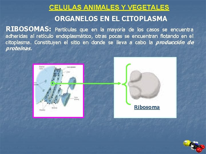 CELULAS ANIMALES Y VEGETALES ORGANELOS EN EL CITOPLASMA RIBOSOMAS: Partículas que en la mayoría