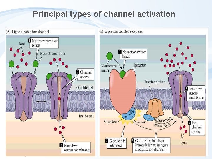 Principal types of channel activation Principal types of channel activation