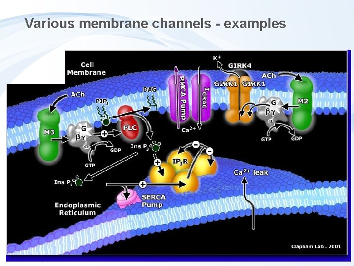 Various membrane channels - examples Various membrane channels - examples