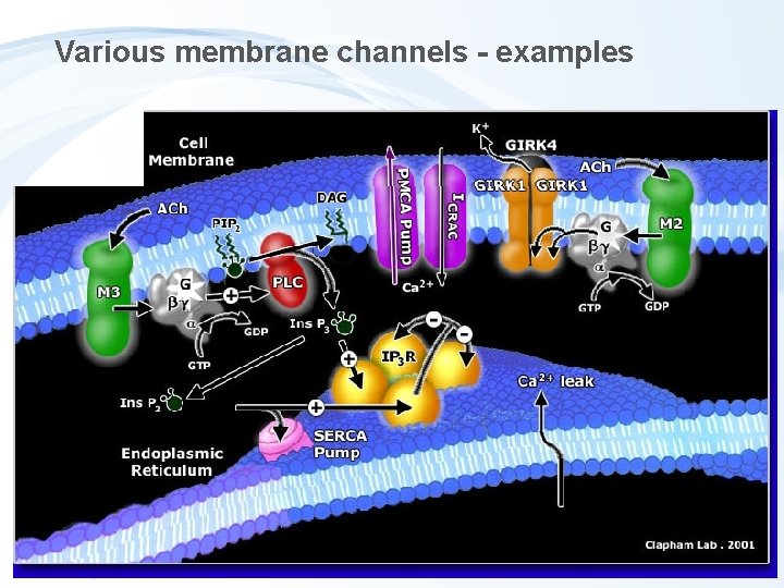 Various membrane channels - examples 