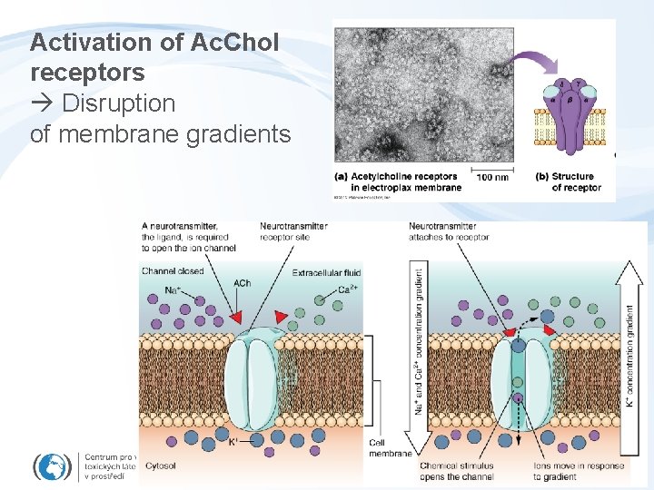 Activation of Ac. Chol receptors Disruption of membrane gradients Activation of Ac. Chol receptors Disruption of membrane gradients