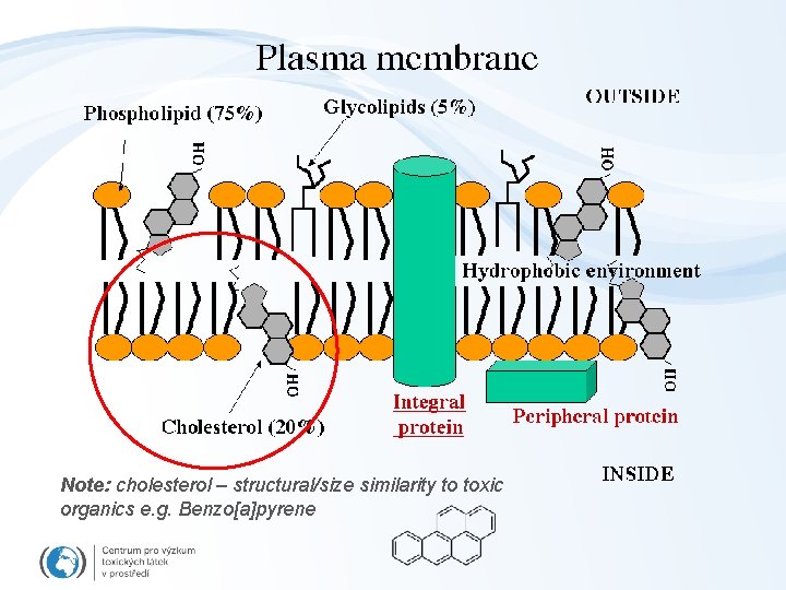 Note: cholesterol – structural/size similarity to toxic organics e. g. Benzo[a]pyrene 