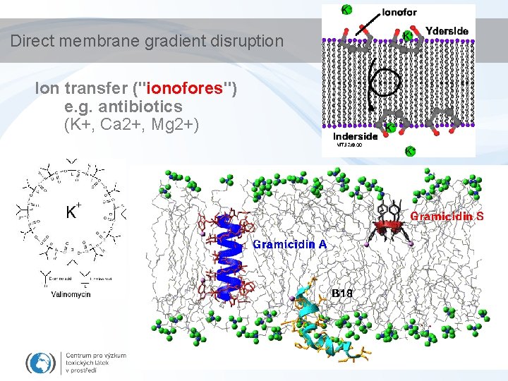 Direct membrane gradient disruption Ion transfer ("ionofores") e. g. antibiotics (K+, Ca 2+, Mg