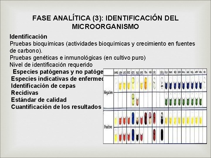 FASE ANALÍTICA (3): IDENTIFICACIÓN DEL MICROORGANISMO Identificación Pruebas bioquímicas (actividades bioquímicas y crecimiento en
