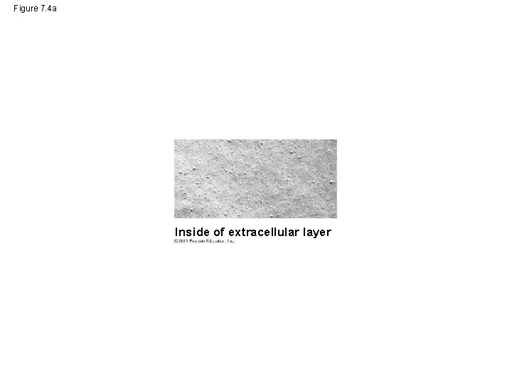 Figure 7. 4 a Inside of extracellular layer 